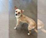 Small #1 Chihuahua