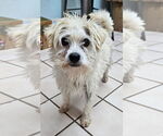 Small #3 Mutt