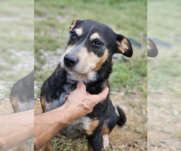 Medium Photo #4 Australian Shepherd-Unknown Mix Puppy For Sale in Sheboygan, WI, USA