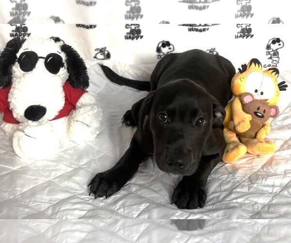 Medium Photo #3 Labrador Retriever-Unknown Mix Puppy For Sale in Wetumpka, AL, USA