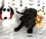 Small #2 Labrador Retriever Mix