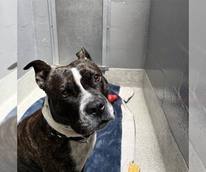 Mutt Dogs for adoption in Alameda, CA, USA