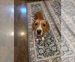 Small #9 Beagle Mix