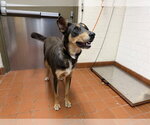 DODGER - Male Australian Kelpie-Unknown Mix Dog for Adoption - Small photo