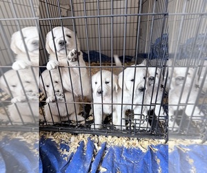 English Cream Golden Retriever Puppy for sale in MOUNTAIN HOME, AR, USA