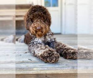 Father of the Australian Labradoodle puppies born on 04/17/2026