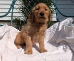 Small #5 Golden Retriever