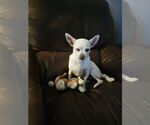 Small #2 Chihuahua