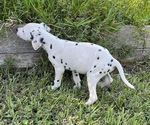 Small #6 Dalmatian