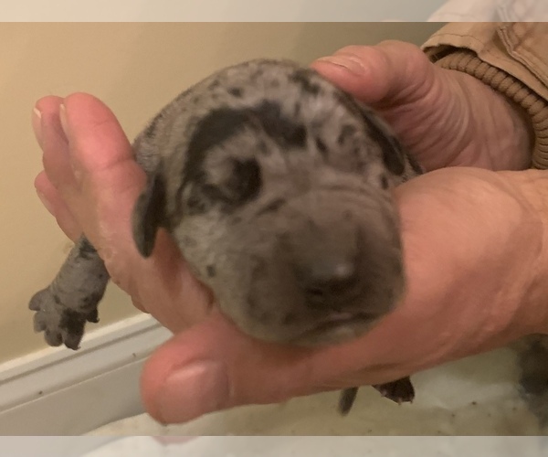 Medium Photo #4 Great Dane Puppy For Sale in CLANTON, AL, USA