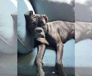 Boxer Dogs for adoption in Woodbury, MN, USA