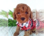 Small #1 Cavalier King Charles Spaniel-Poodle (Toy) Mix