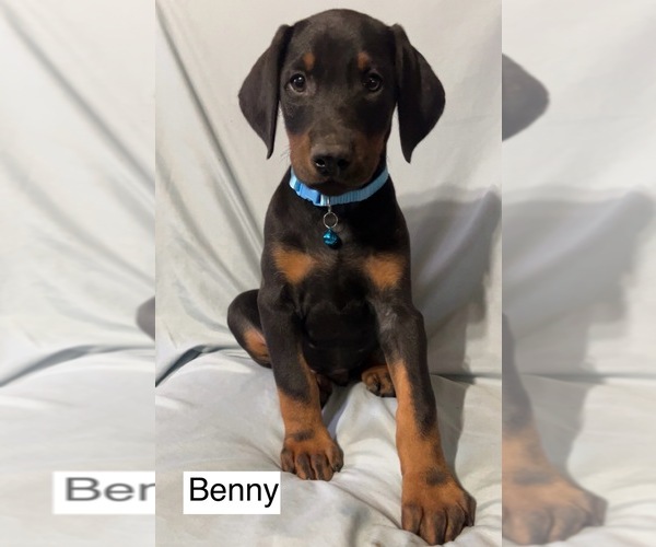 Medium Photo #1 Doberman Pinscher Puppy For Sale in POMEROY, OH, USA
