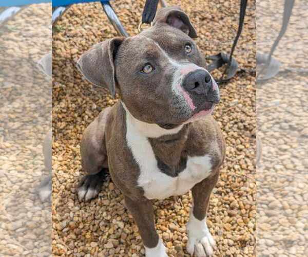 Medium Photo #4 Mutt Puppy For Sale in Anniston, AL, USA