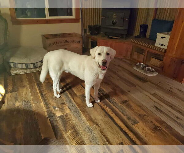 Medium Photo #1 - Mix Puppy For Sale in Bountiful, UT, USA