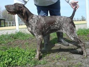 Mother of the German Shorthaired Pointer puppies born on 10/07/2017
