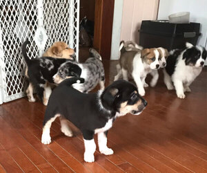 Great Pyrenees Puppy for sale in NEW WILMINGTON, PA, USA