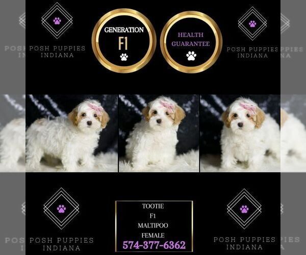 Medium Photo #113 Maltipoo Puppy For Sale in WARSAW, IN, USA