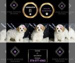 Small Photo #113 Maltipoo Puppy For Sale in WARSAW, IN, USA