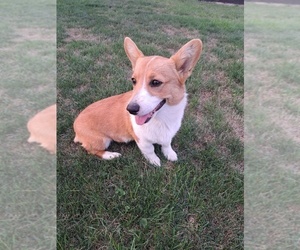 Pembroke Welsh Corgi Puppy for Sale in SHILOH, Ohio USA