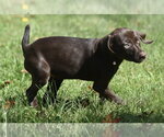 Small Photo #11 Chocolate Labrador retriever-Pointer Mix Puppy For Sale in Mechanicsburg, PA, USA
