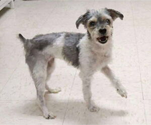 Mutt Dogs for adoption in Princeton, MN, USA