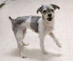 Small Mutt