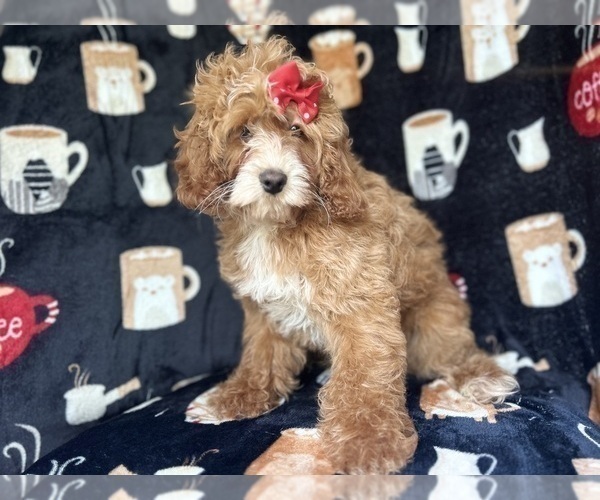 Medium Photo #2 Cock-A-Poo Puppy For Sale in LAKELAND, FL, USA