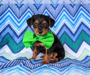 YorkiePoo Puppy for sale in NOTTINGHAM, PA, USA