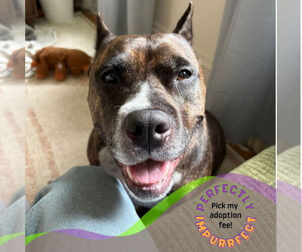 Medium Photo #12 Mutt Puppy For Sale in Philadelphia, PA, USA