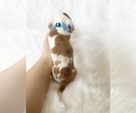 Small #3 Dachshund