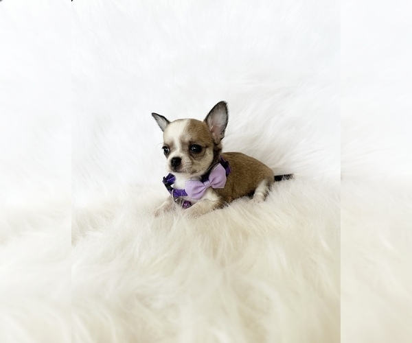Medium Photo #4 Chihuahua Puppy For Sale in SACRAMENTO, CA, USA