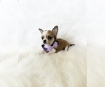 Small #3 Chihuahua