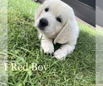 Small Photo #1 English Cream Golden Retriever Puppy For Sale in CHESTERFIELD, MI, USA