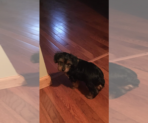 Yorkshire Terrier Puppy for sale in WILLOW WOOD, OH, USA