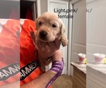 Puppy Light Pink Sky Labrador Retriever