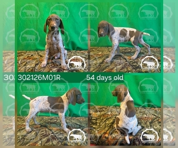 Medium Photo #2 German Shorthaired Pointer Puppy For Sale in MOYIE SPRINGS, ID, USA