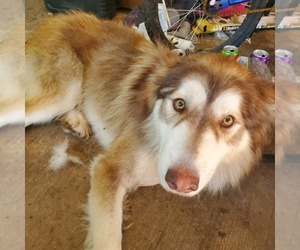 Father of the Alaskan Malamute-German Shepherd Dog Mix puppies born on 06/15/2025