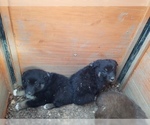 Small Photo #24 Australian Shepherd Puppy For Sale in LEWISBURG, TN, USA