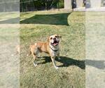 SIR DUKE - Male Bulldog-Unknown Mix Dog for Adoption - Small photo