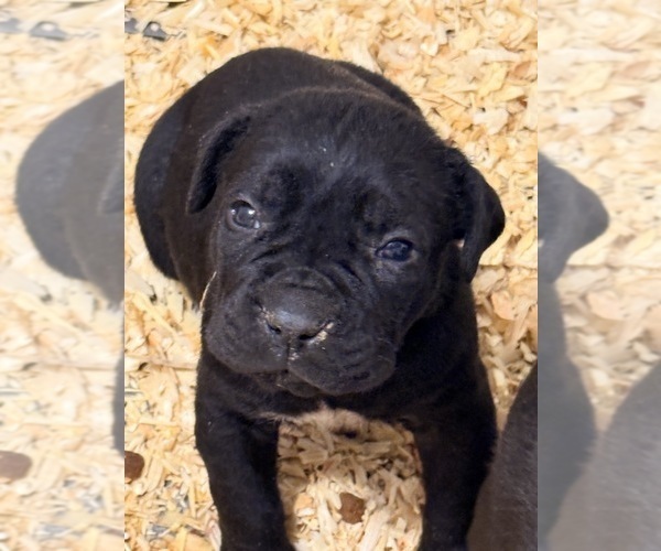 Medium Photo #3 Cane Corso Puppy For Sale in BEAVERDAM, VA, USA