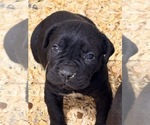 Small #2 Cane Corso