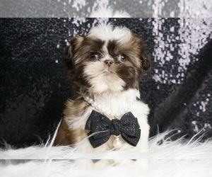 Medium Shih Tzu