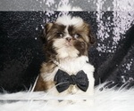 Puppy 1 Shih Tzu