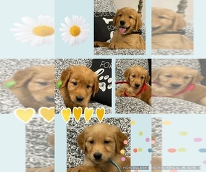 Golden Retriever Litter for sale in CENTRAL CITY, KY, USA