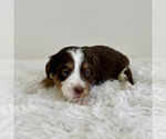 Puppy LeFou Aussiedoodle Miniature -Miniature Bernedoodle Mix