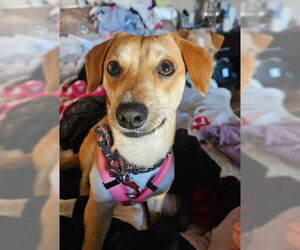 Chihuahua-Unknown Mix Dogs for adoption in San Diego, CA, USA