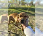 Small #2 American Pit Bull Terrier-Dachshund Mix