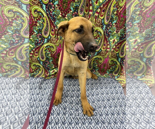 Medium Photo #3 Mutt Puppy For Sale in Corning, AR, USA