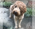 Small Photo #1 Goldendoodle Puppy For Sale in CONCORD, NC, USA
